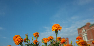 오렌지색의 꽃과 푸른 하늘
