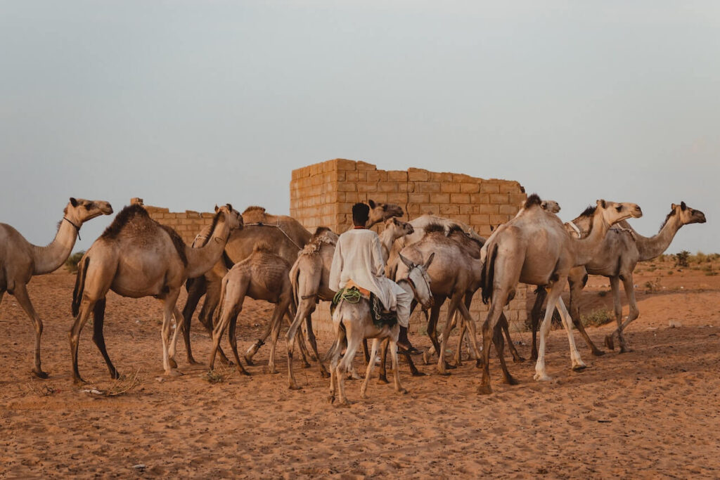 사막에 있는 낙타들